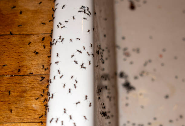 Best Local Pest Control Services  in Eddystone, PA