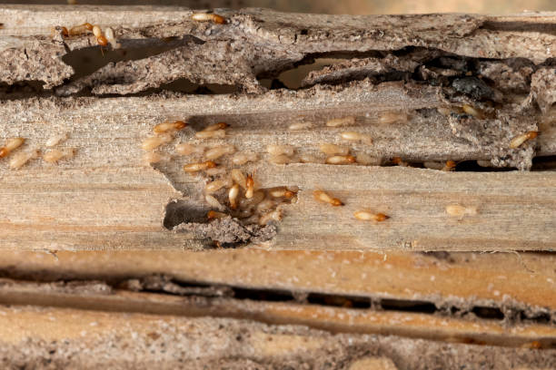 Best Residential Pest Control  in Eddystone, PA